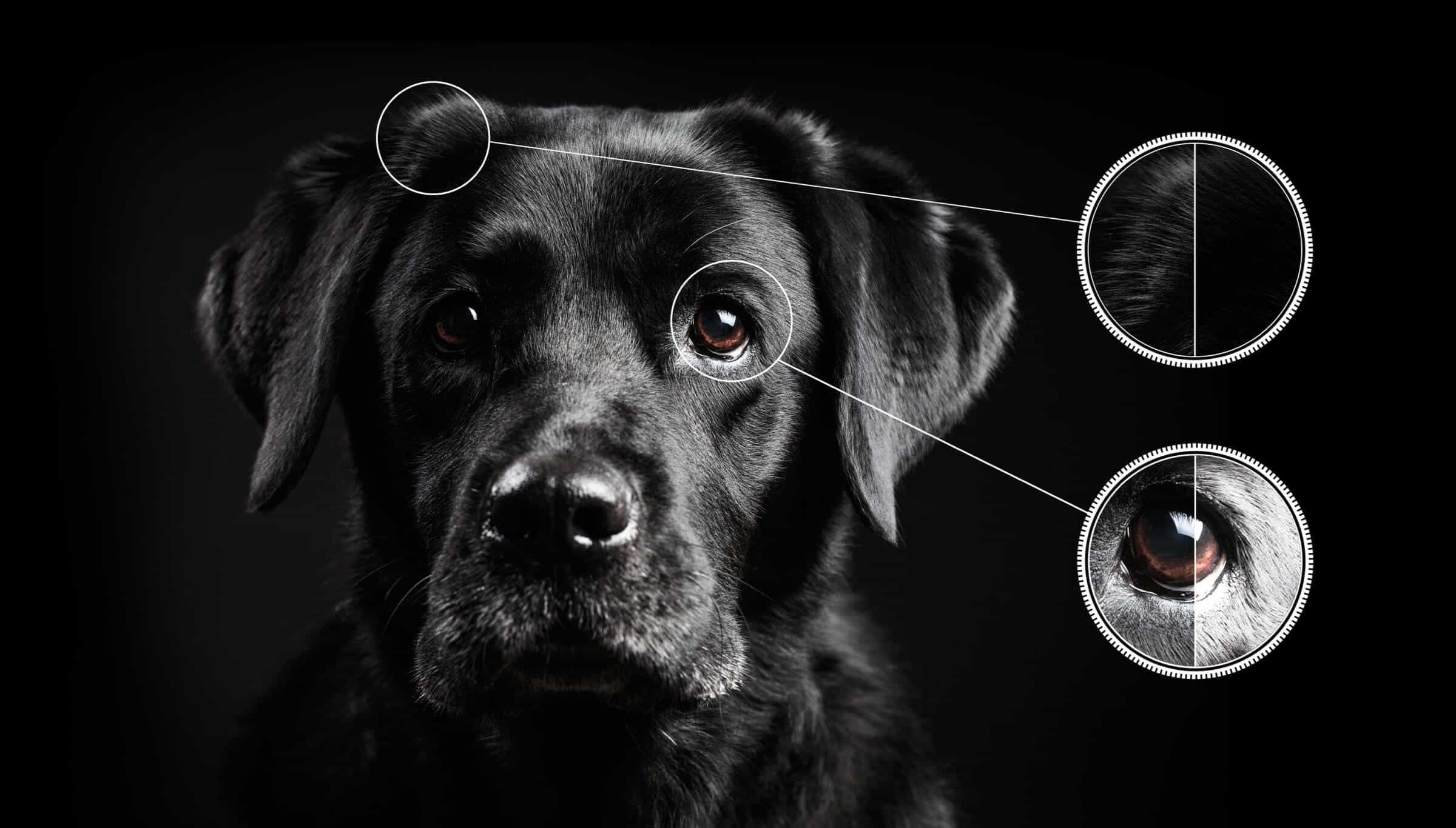 TCL C745 QLED TV AIPQ- AI Contrast