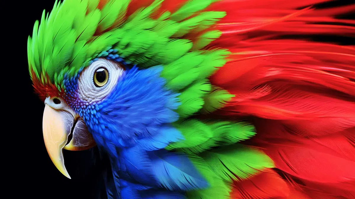 95% DCI-P3 Colour Gamut of C655 TV