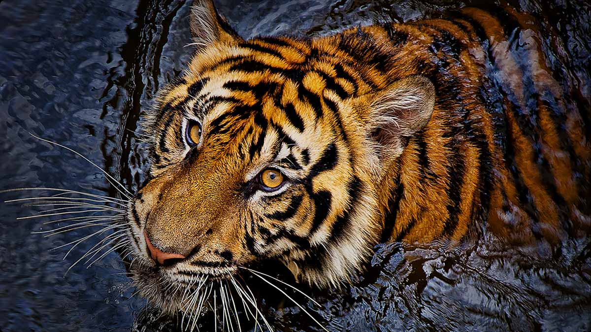 TCL AiPQ Processor Ai-CLARITY