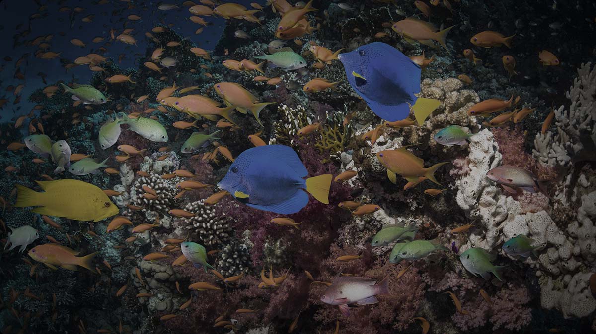 TCL AiPQ Processor Ai-COLOR