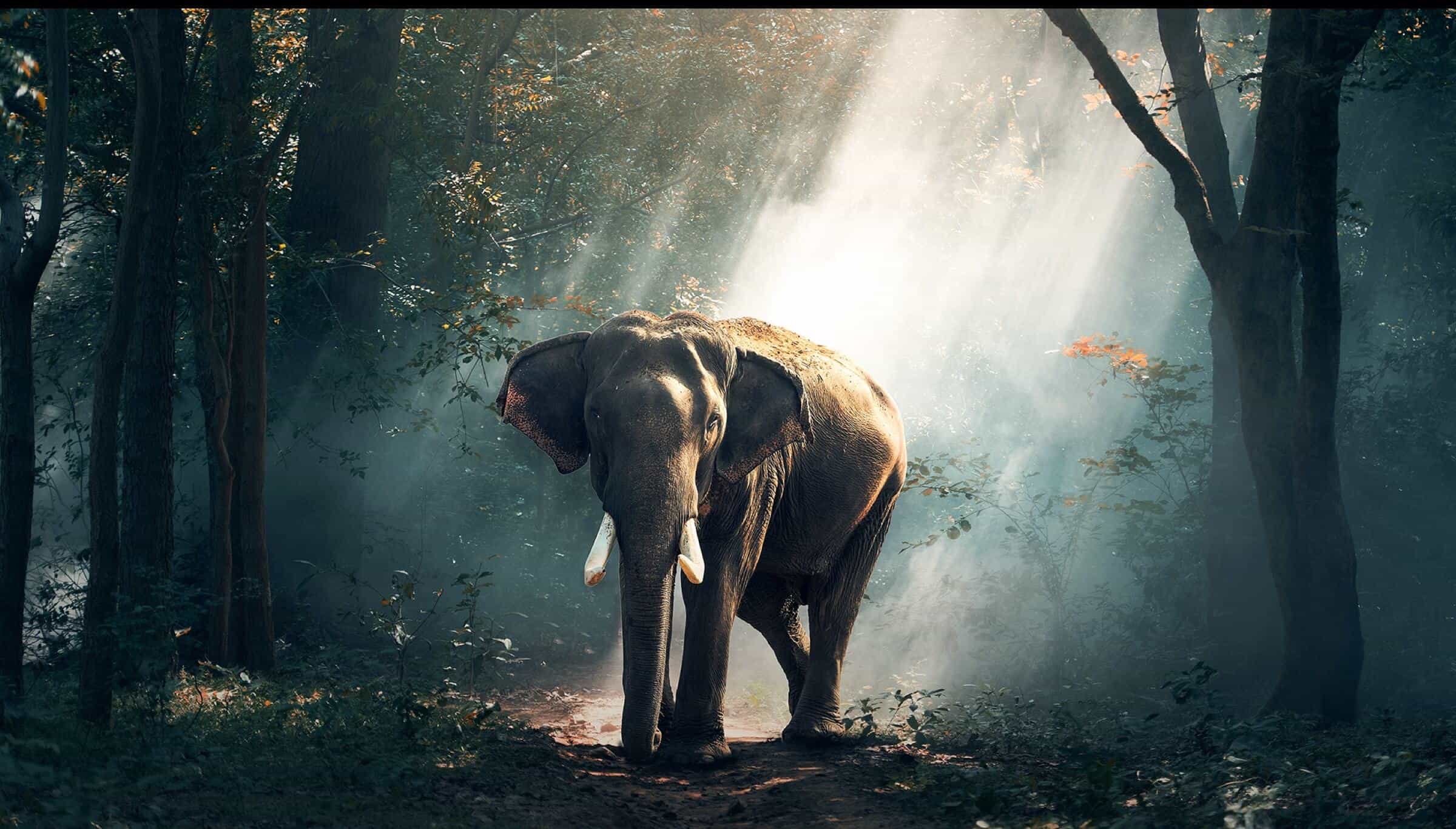 TCL C845 TV Ai-CONTRAST