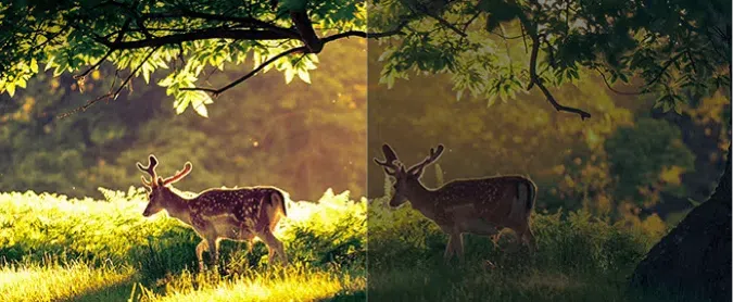 Natural Light Optimization