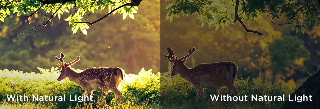 טיפול עיניים מרובה