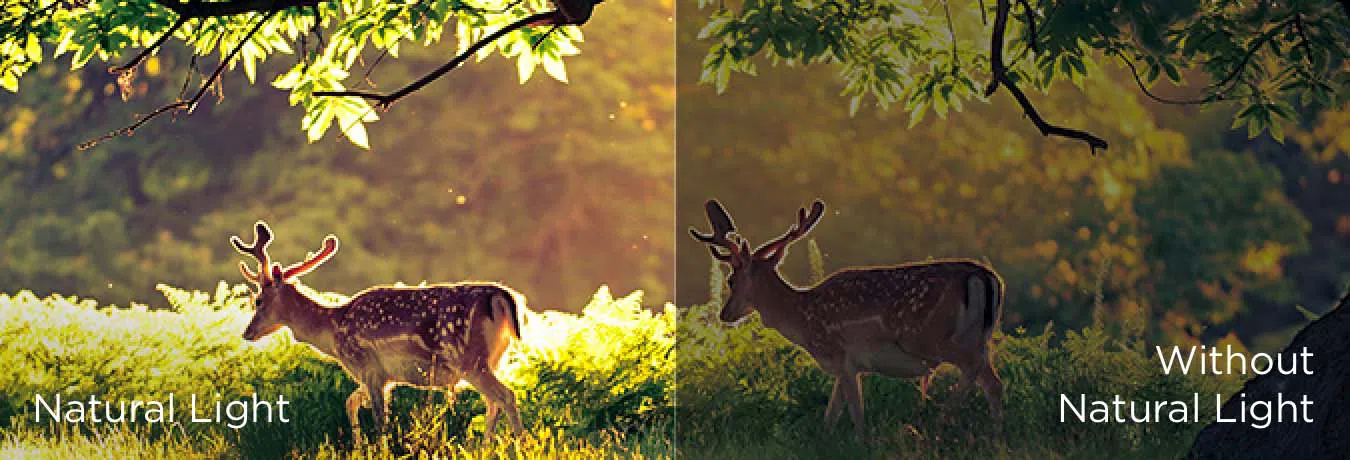טיפול רב-עיני