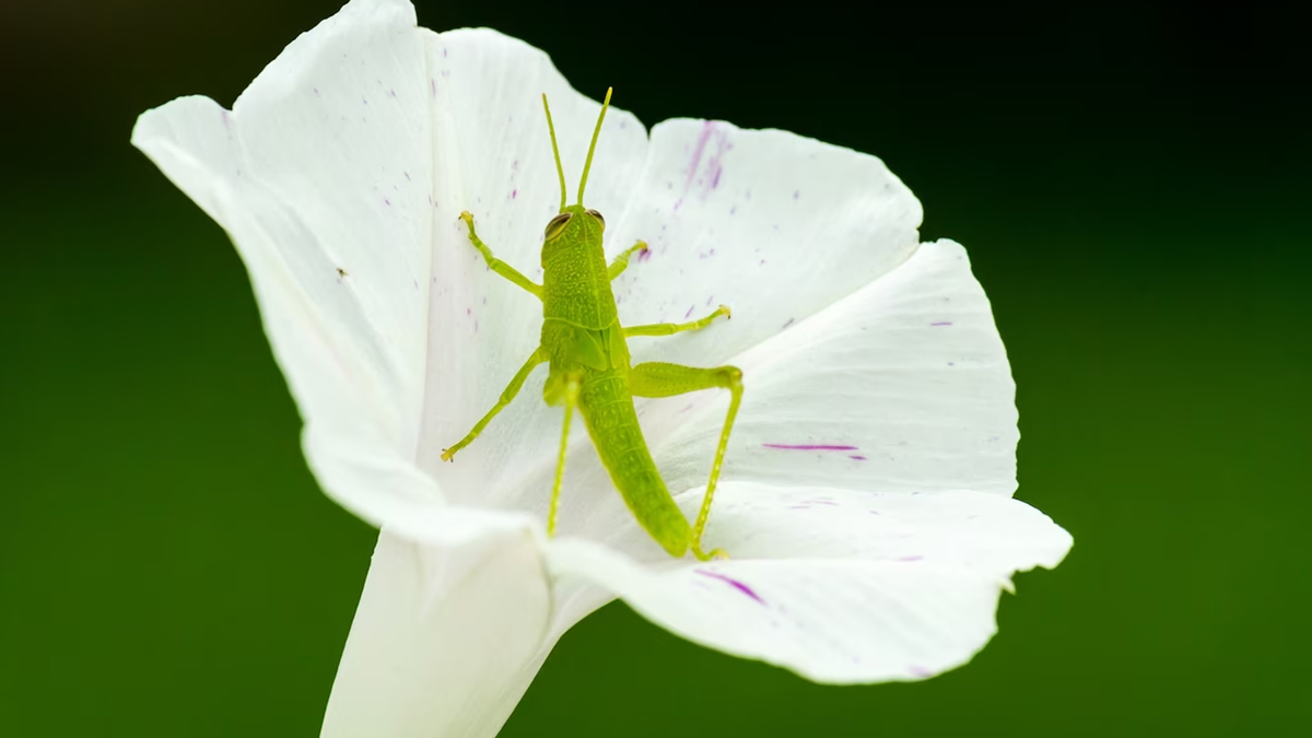 TCL 40 NXTPAPER Cámara Macro