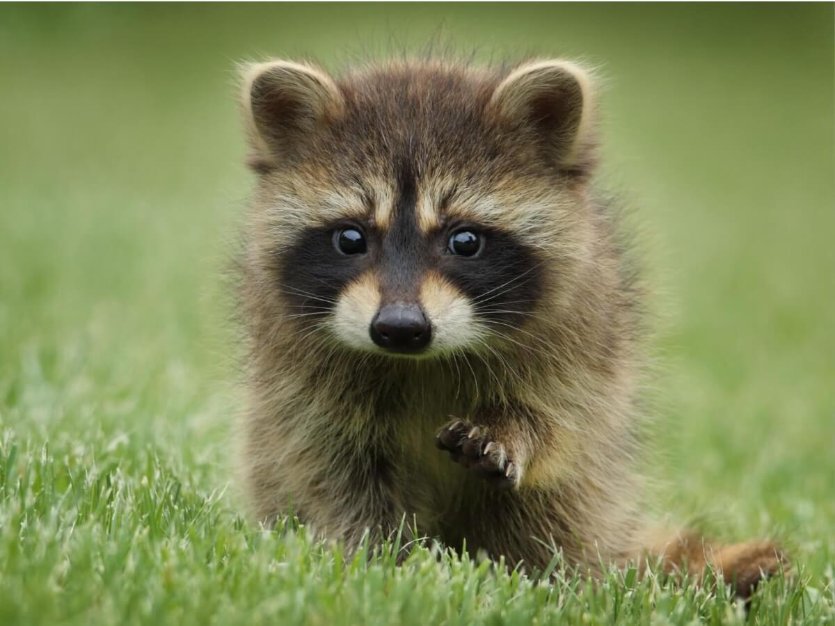 TCL C635 Muito mais que uma TV