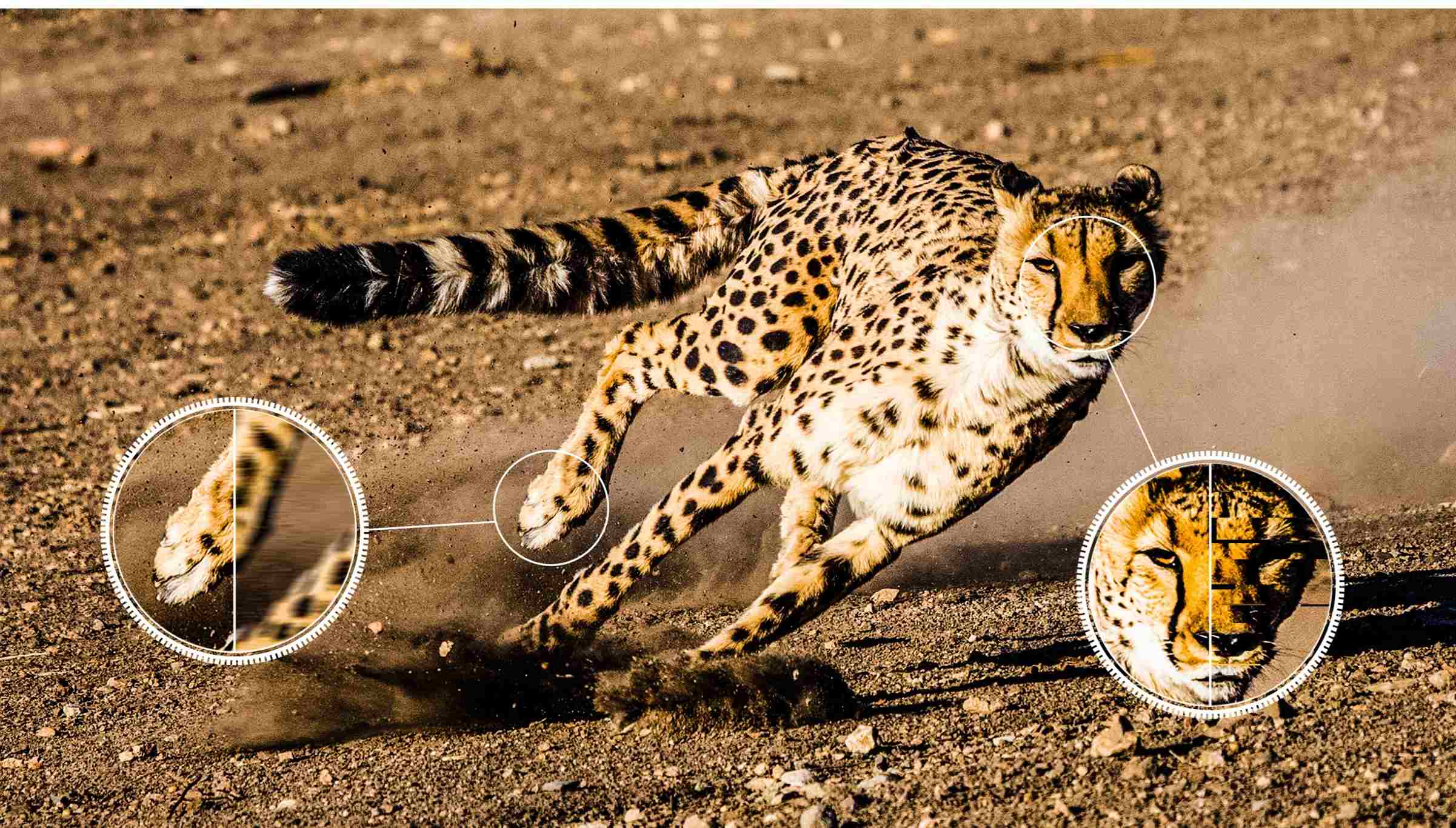 TCL TV P745 Ai-Motion