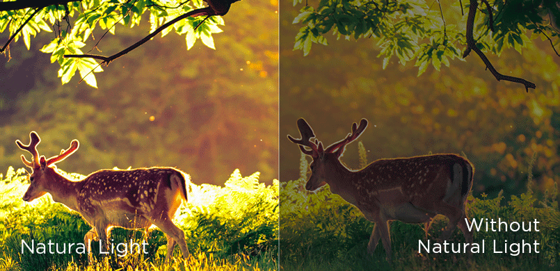 Natural Light vs without Natural Light